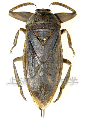 大田鳖 lethocerus deyrollei